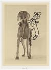 WILLIAM WEGMAN Untitled (Hats).